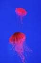 Red jellyfish Royalty Free Stock Photo