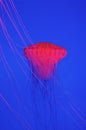 Red jellyfish Royalty Free Stock Photo