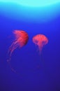 Red jellyfish Royalty Free Stock Photo