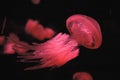 Red jellyfish Royalty Free Stock Photo