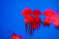 Red Jellyfish in aquarium Royalty Free Stock Photo