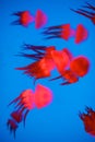 Red Jellyfish in aquarium Royalty Free Stock Photo