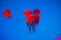 Red Jellyfish in aquarium Royalty Free Stock Photo