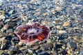 Red Jellyfish Beached at Low Tide Royalty Free Stock Photo