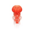 Red jellyfish, beautiful sea creature vector Illustration on a white background Royalty Free Stock Photo