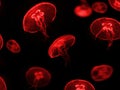 Red jellyfish on black background Royalty Free Stock Photo