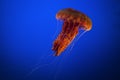 Red jellyfish Royalty Free Stock Photo