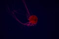 Red jellyfish Dara Pilugin picture Royalty Free Stock Photo