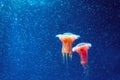 Red jellyfish among deep sea cold waters and bubbles, microcosm