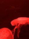 Red Jellyfish floating in an aquarium Royalty Free Stock Photo