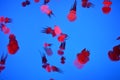 RED Jellyfish Royalty Free Stock Photo