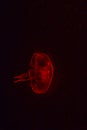 Red jellyfish glowing in the dark background. Royalty Free Stock Photo