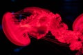 Red jellyfish isolated on black background, ocean Royalty Free Stock Photo