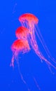 Red jellyfish in Seoul Coex Oceanarium