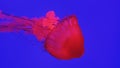 Red jellyfish in the aquarium Royalty Free Stock Photo