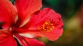 Red joba flower close shot Royalty Free Stock Photo