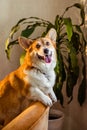 Red jolly corgi dog on a yellow chair sticks out his tongue and smiles Royalty Free Stock Photo