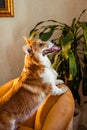 Red jolly corgi dog on a yellow chair sticks out his tongue and smiles Royalty Free Stock Photo