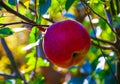 Red Jonathan apple on a branch in the garden Royalty Free Stock Photo