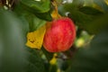 Red juicy apple on the branch. Fresh fruit. Close-up. Green and yellow leaves Royalty Free Stock Photo