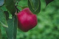 Red juicy apple on the branch. Fresh fruit. Green blurred background Royalty Free Stock Photo