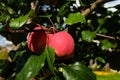 Red juicy apples on the branch. Fresh fruit. Close-up. Green leaves Royalty Free Stock Photo