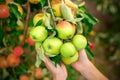 Red juicy apples on a green tree on hands Royalty Free Stock Photo