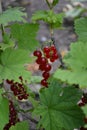 Red juicy berries. Red currant, ordinary. Small deciduous shrub family Grossulariaceae