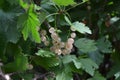 Red juicy berries. Red currant. Small deciduous shrub family Grossulariaceae Royalty Free Stock Photo