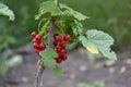 Red juicy berries. Tasty and healthy. Red currant, ordinary, garden. Small deciduous shrub family Grossulariaceae Royalty Free Stock Photo