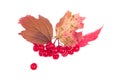 Red juicy cranberry branch with water drops and leaves
