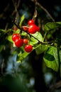 Red, juicy and delicious cherries growing on the tree branches Royalty Free Stock Photo