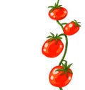Red juicy fresh tomatoes vine hand painting illustration Royalty Free Stock Photo