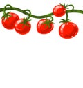 Red Juicy Fresh Tomatoes Vine Hand Painting Illustration