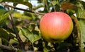 Red juicy ripe apple on a branch among green foliage. Harvesting apples Royalty Free Stock Photo