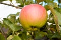 Red juicy ripe apple on a branch among green foliage. Harvesting apples Royalty Free Stock Photo