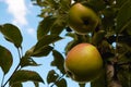 Red juicy ripe apple on a branch among green foliage. Harvesting apples Royalty Free Stock Photo