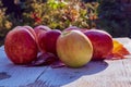 Red juicy ripe apples on an old wooden table on a background of autumn nature in the garden