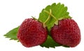 Red, juicy, ripe strawberry with green leaves Isolated on a white background close-up Royalty Free Stock Photo