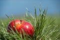 Red juicy solid apple fruit lying under sunlight on green grass. Royalty Free Stock Photo