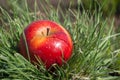 Red juicy solid apple fruit lying under sunlight on green grass. Concept of natural nutrition organic healthy food diet