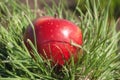 Red juicy solid apple fruit lying under sunlight on green grass. Concept of natural nutrition organic healthy food diet