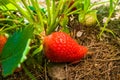 Red juicy strawberries grow in the garden, close-up. Soil with growing strawberries in their dry grass mulch Royalty Free Stock Photo