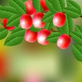 Red, juicy, sweet Nanking Cherry on a branch for your design.