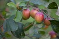 Red jujube fruits or apple kul boroi on a branch in the garden. Selective focus Royalty Free Stock Photo