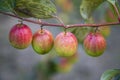 Red jujube fruits or apple kul boroi on a branch in the garden. Shallow depth of field Royalty Free Stock Photo