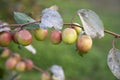 Red jujube fruits or apple kul boroi on a tree branch in autumn, close up Royalty Free Stock Photo