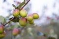 Red jujube fruits or apple kul boroi on a tree branch in autumn. Selective focus Royalty Free Stock Photo