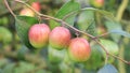 Red jujube fruits or apple kul boroi on a tree branch in the garden