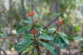 Nice red flower in the jungle